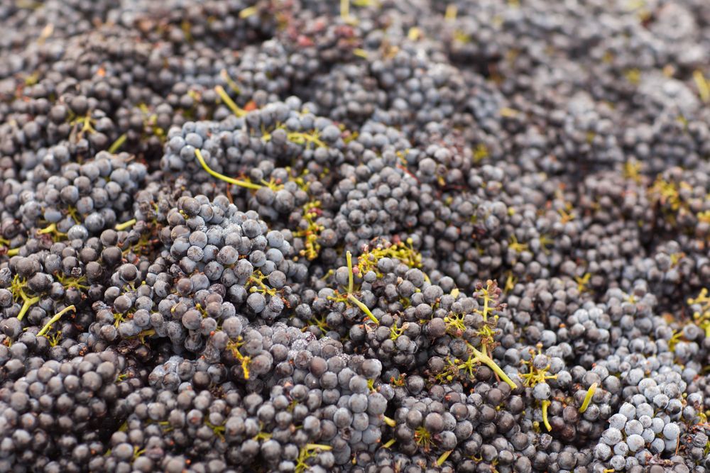 Harvested Red Wine Grapes