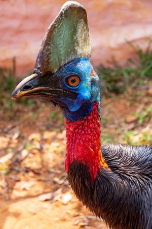 Southern Cassowary Head