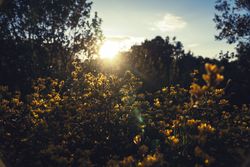 Bright sunrise through branches of trees