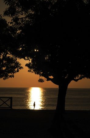 Silhouette of person standing near sea under tree during sunset