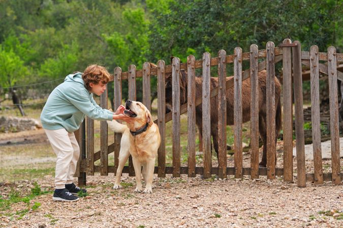 Boy caressing Labrador Retriever against donkey in countryside
