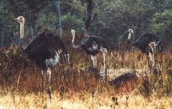 Ostriches grazing in nature