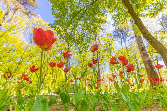 Red tulips growing in the forest