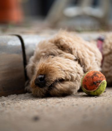 Dog lying on sidewalk with a ball, Brooklyn, NYC