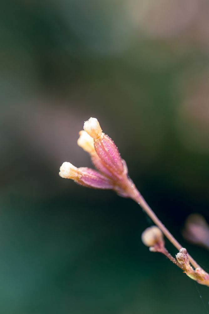 the delicate beauty of a grass flower, showcasing its slender, feathery petals and intricate structure