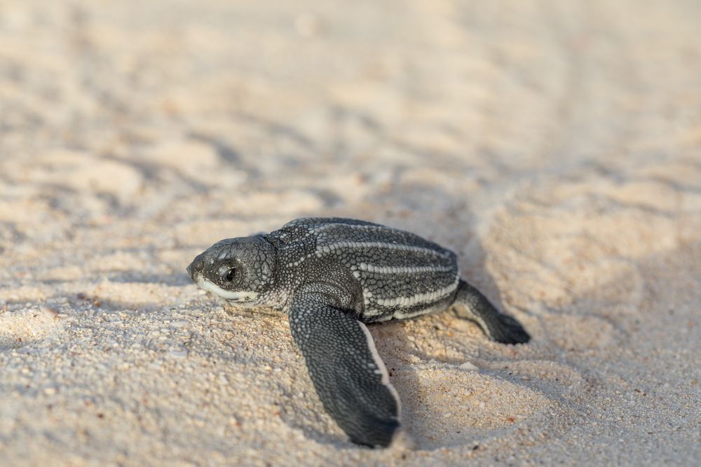 Baby turtle crawling on sand to water