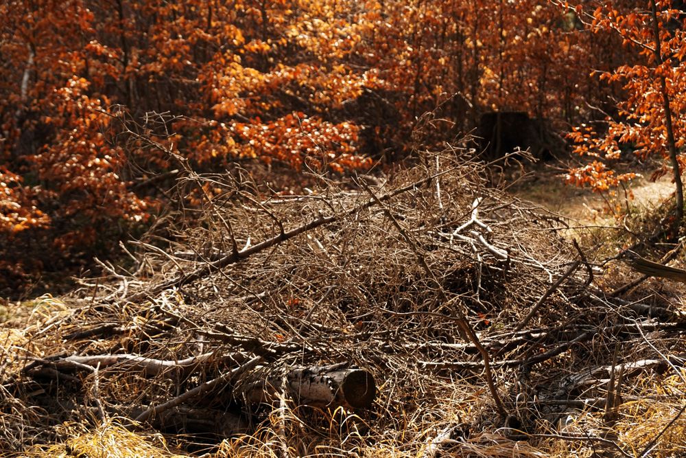 Beautiful golden forest in autumn