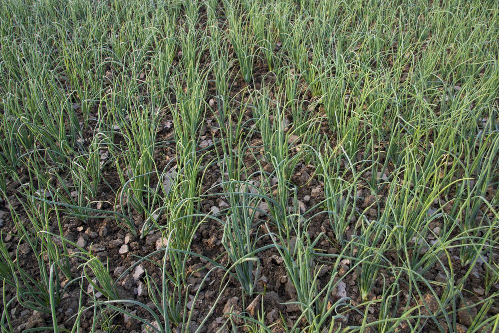 Green Onion plantation