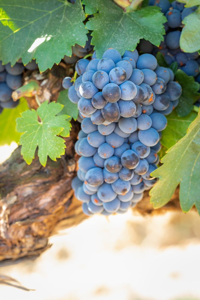 Vineyard with Lush, Ripe Wine Grapes on the Vine Ready for Harvest