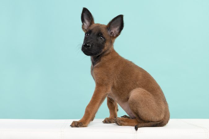 Belgian shepherd or Malinois dog puppy sitting on a blue background seen from the side