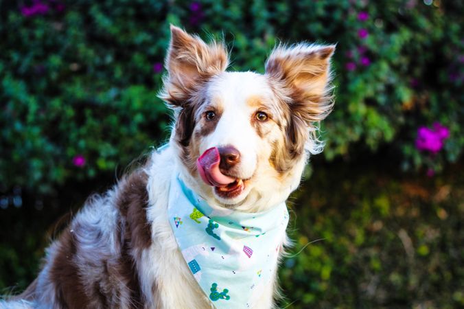 Australian shepherd dog breed outdoor