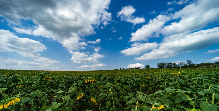 Blooming sunflowers field