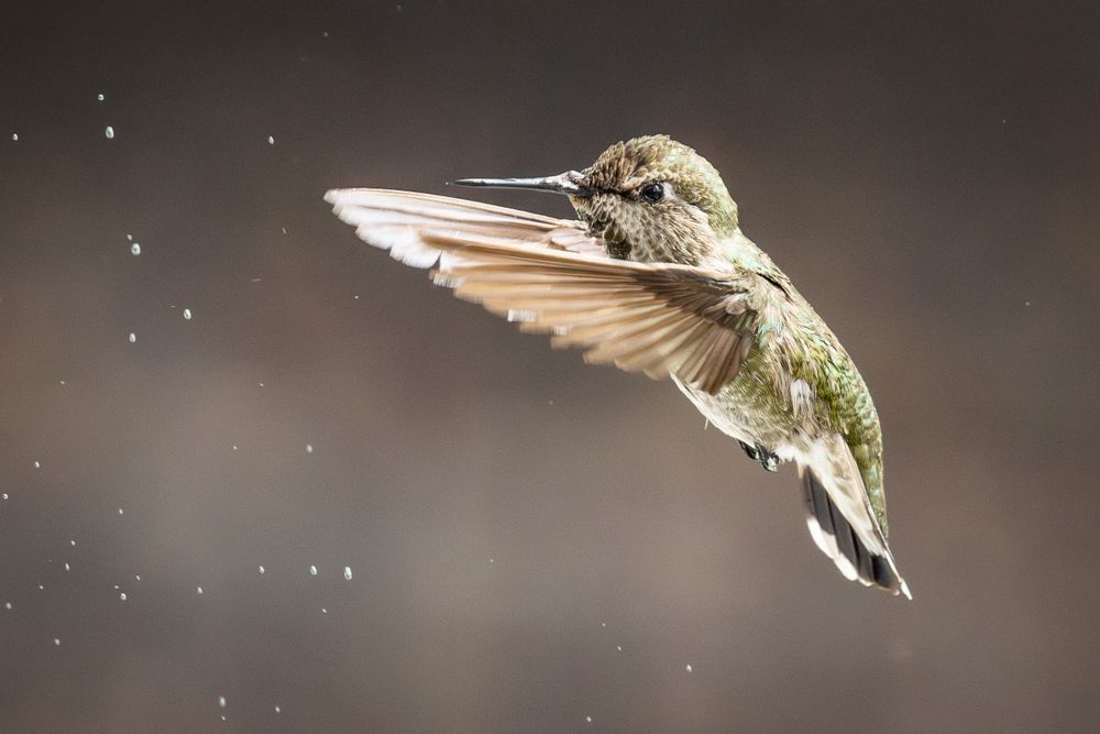 Beautiful Immature Male Anna's Hummingbird In Flight