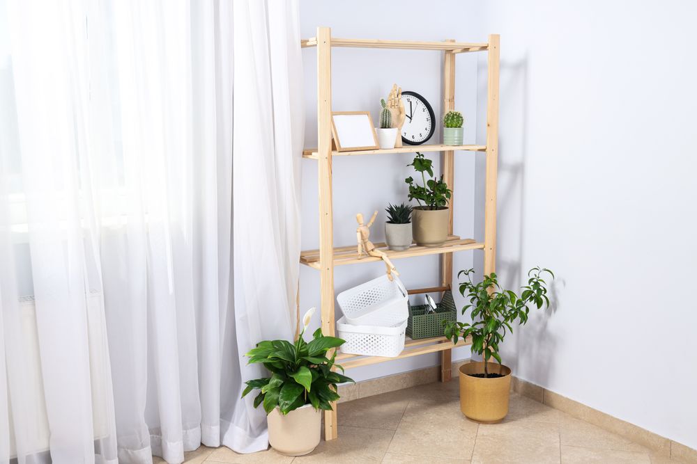 Cozy hobby - growing indoor plants at home