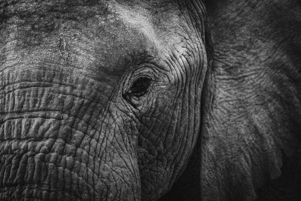 Grayscale photo of elephant in close up