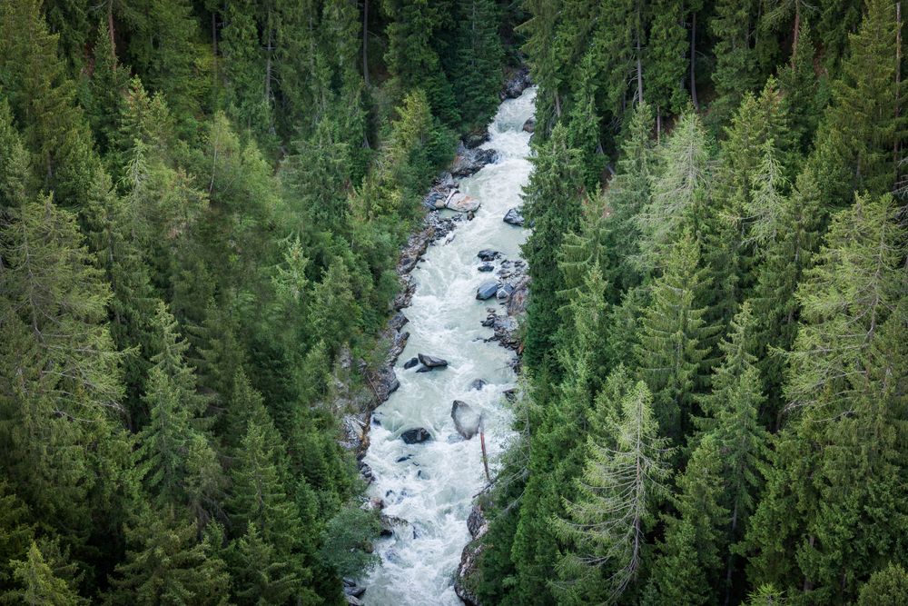 Stormy mountain stream flowing through dense forest