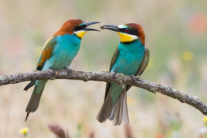 Birds standing on tree branch