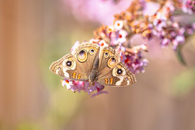Top view of common buckeye butterfly on pink flower with selective focus