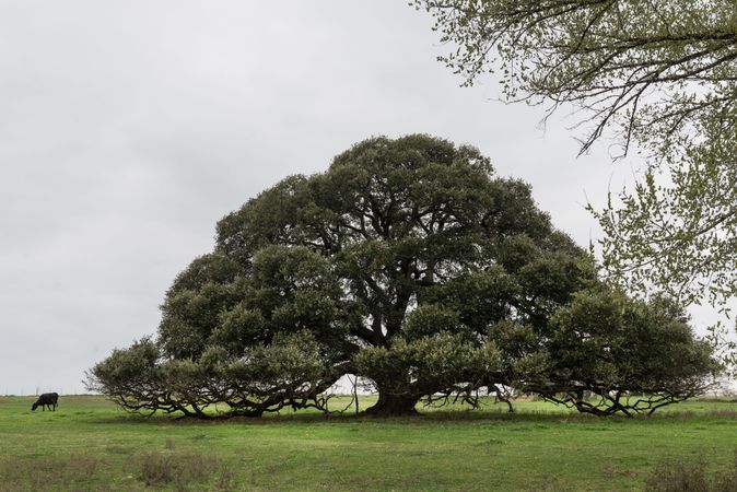Iconic, low-hanging tree near the town of Schulenberg, Texas