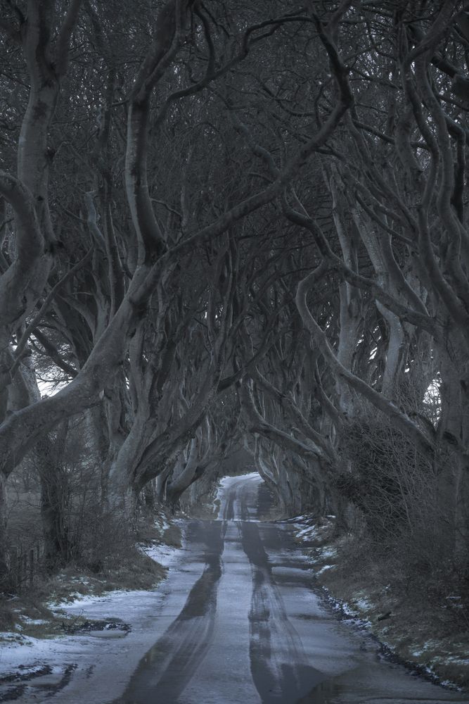 Tunnel of giant beech leafless trees in Ireland