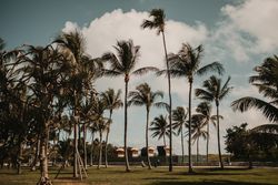 Palms against cloudy sky in city