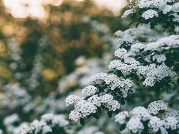Close up of plants