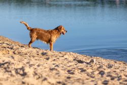 Golden Retriever at the lake edge
