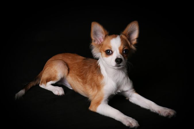 A long-haired Chihuahua lying in front of a dark background is staring at the camera