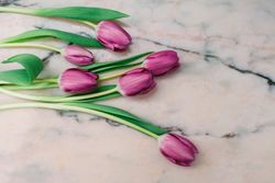 Pink tulips on clear background