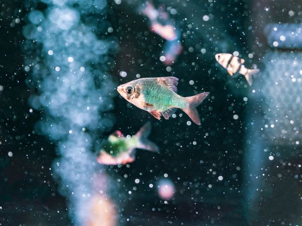 Exotic fish in aquarium