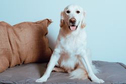 Big Labrador looking at camera