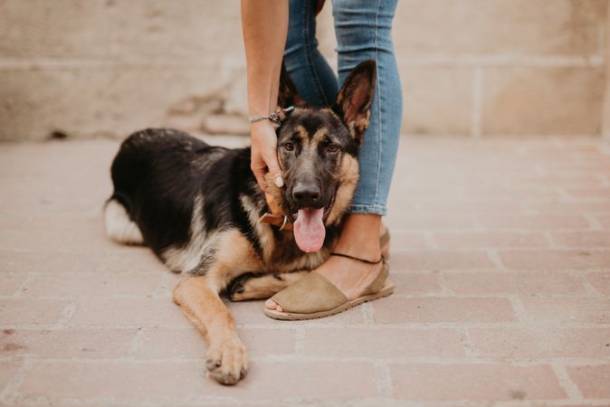 Adorable german shepherd with owner on street