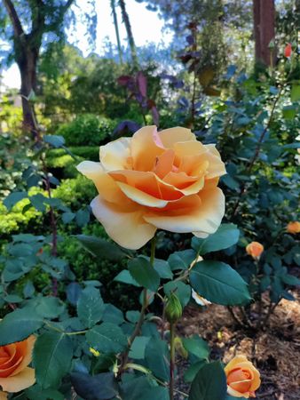 Side view of orange rose