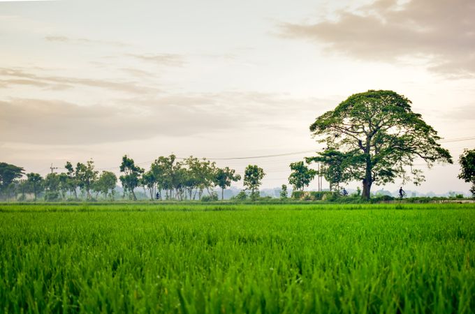 Vast grassy field