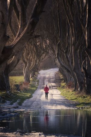 Unrecognizable person on beech trees tunnel in winter day