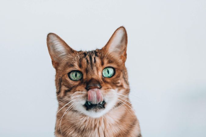 Portrait of a brown cat poking its tongue
