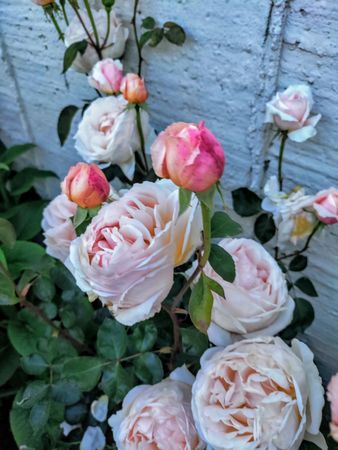 Roses with pink and cream colors