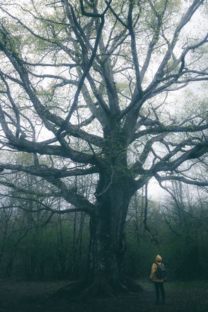 Traveller standing beside old tree covered by moss