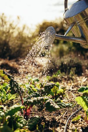 Farmer watering vegetables with sprinkling can