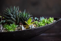 Perle Von Nurnberg plant in a large varied pot