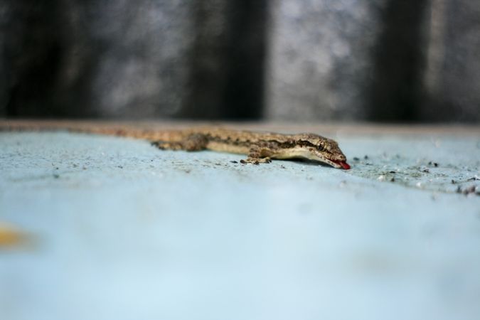 Gecko with it’s tongue out on table
