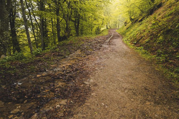 Path in green forest
