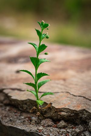 A small green plant is growing out of a crack in a rock
