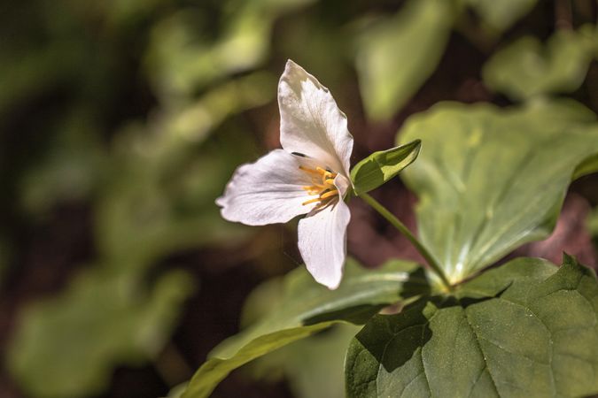 A single trillium flower growing in green hedge