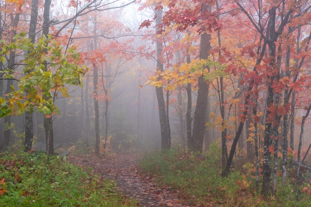 Foggy autumn forest