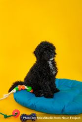 Cute poodle dog sitting tall on blue bed surrounded by toys 5kJjD0
