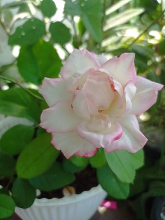 Blooming roses