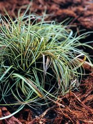 Variegated ornamental grass