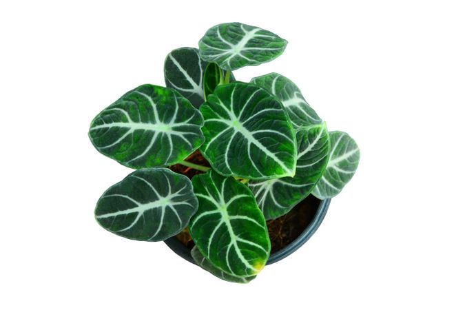 Green Leaf Ornamental Foliage Plant