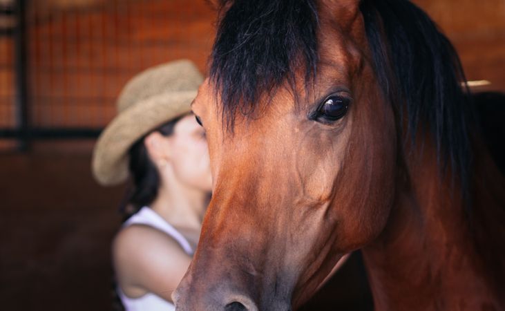 Close up of a brown horse in the stable